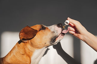 Dog Liking CBD