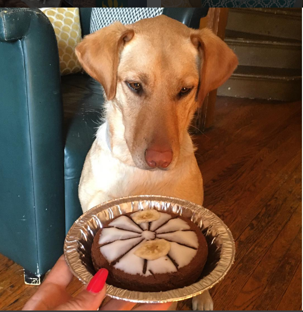 Dog Treats & Pies