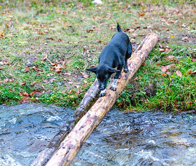 a black spaniel between two slim tree trunks