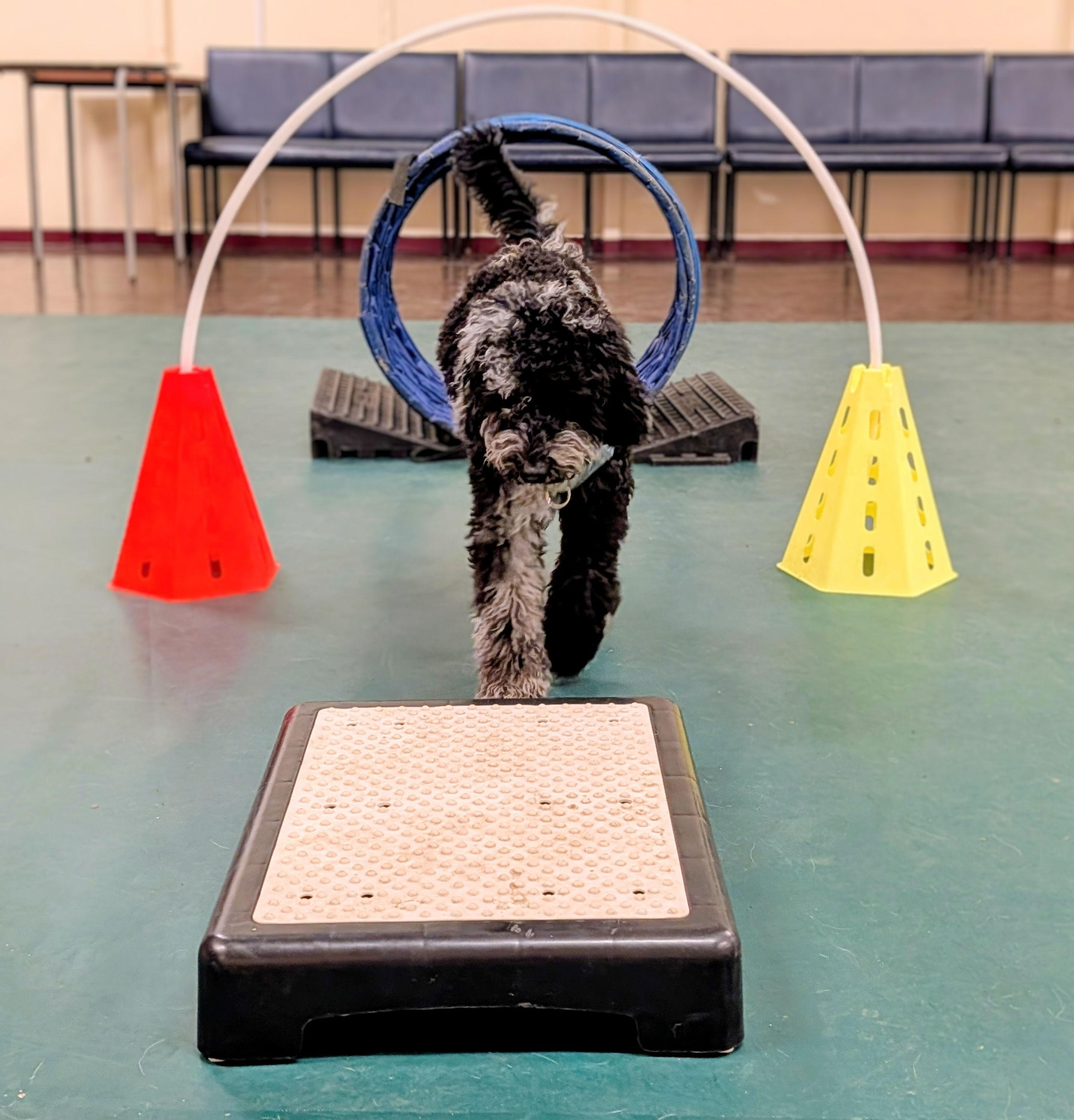 Pawsome Starting Blocks - 6Week Course - 13th Nov 2026