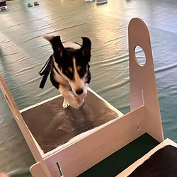 collie jumping flyball jumps in a class setting
