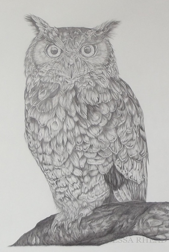 OWL CROPPED.jpg
