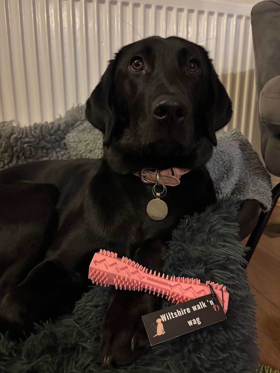 Thumbnail: Chew Toys