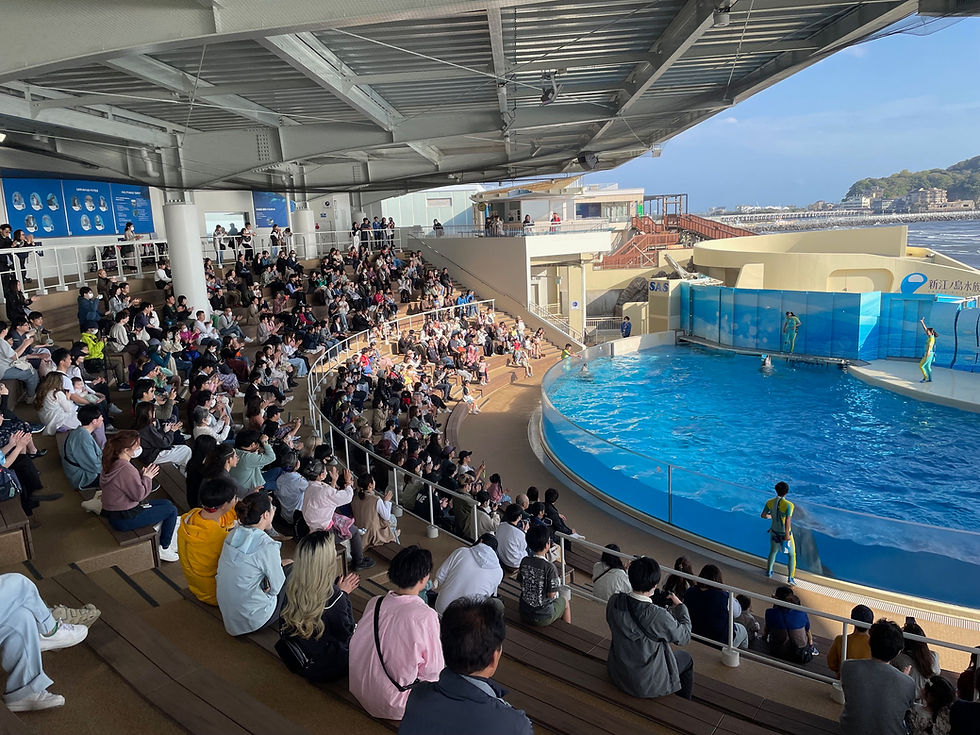 新江ノ島水族館イルカショースタジアムリニューアル_02