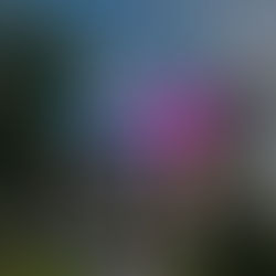 호치민 7군 6룸 풀빌라