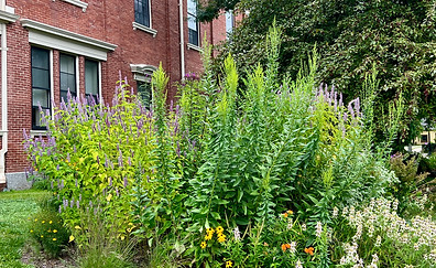 A vibrant garden bed filled with tall, leafy plants and various colorful flowers is set against the backdrop of a brick building. The garden features a mix of green foliage and blooms, including purple, yellow, and white flowers that add pops of color among the greenery. The tall plants create a sense of height and structure, while the shorter flowers add depth and texture to the garden. The scene is lush and well-maintained, enhancing the exterior of the building and contributing to a lively and natural atmosphere.