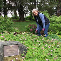 A garden club member is tending to the vibrant flowers surrounding the Hanson Family Memorial plaque. She is smiling as she carefully works among the blooming plants, wearing gardening gloves and a vest. The setting is peaceful, with lush greenery and trees providing a serene backdrop to her efforts in maintaining this commemorative garden.