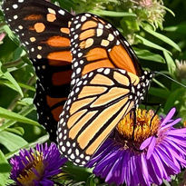 A close-up image of a vibrant Monarch butterfly with its wings fully open, displaying the iconic orange, black, and white patterns. The butterfly is perched on a bright purple aster flower, sipping nectar. The lush green foliage in the background enhances the colors of the butterfly and flower, creating a vivid, lively scene that highlights the beauty of pollinators in the garden.