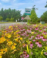 A vibrant roadside garden filled with a mix of yellow daylilies and purple coneflowers (Echinacea) creates a colorful display next to a traffic circle. The flowers are in full bloom, with the daylilies' bright yellow petals contrasting beautifully against the pinkish-purple hues of the coneflowers. In the background, a street with traffic signs and a yield sign is visible, highlighting the garden's location along a busy roadway. This burst of color provides a cheerful and uplifting scene for passing motorists and pedestrians.