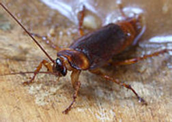 תיקן אמריקני.JPG