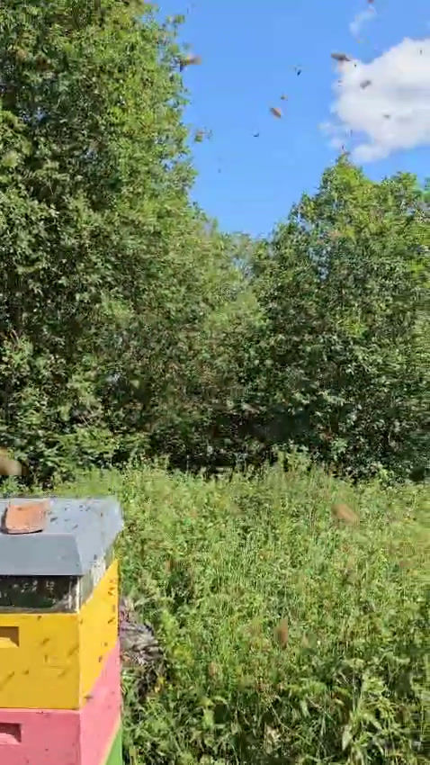 Miniaturbild: Honig Himbeerblüten 500g