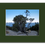 Thumbnail: Bristlecone Pine