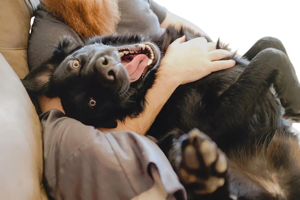 Playful Black Dog