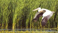 Satul cel Verde al lui Dragoș Anastasiu