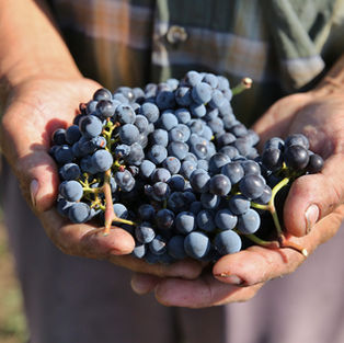 Soiurile locale de struguri, readuse in atentia consumatorilor de catre viticultori