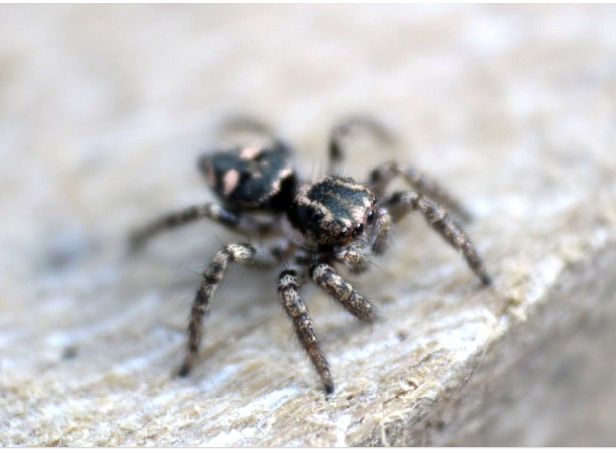 Araña 1
