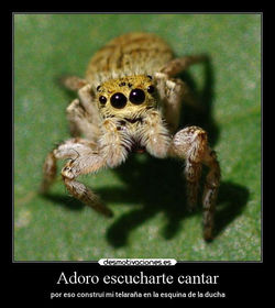 animales-aracnido-imagenes