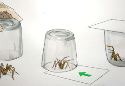 aranaconunvaso.png