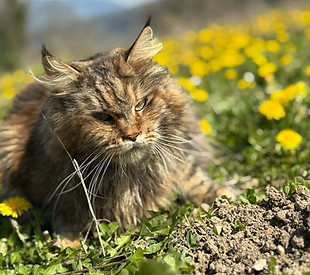 55f9e144-d521-4e23-beb6-38683da40c35.jfif