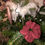 Miniature : Chouchou Rita