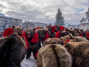 Where the Wild Still Walks: Romania’s Bear Dance