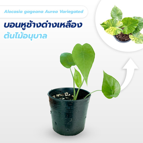 アロカシア・ガゲアナ・アウレア・バリエガータ | THAI TISSUE