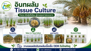 อินทผลัม Tissue Culture: Clone พันธุ์พรีเมียม เพื่อสร้างสวนคุณภาพระยะยาว