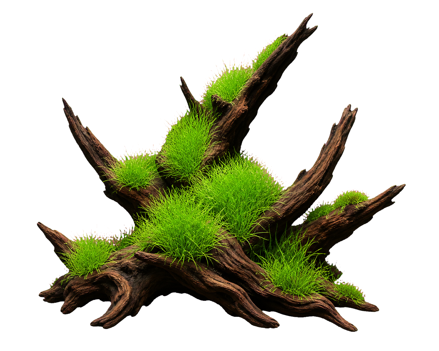 Eleocharis acicularis