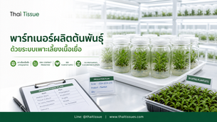บริการเพาะเลี้ยงเนื้อเยื่อ OEM และผลิตต้นพันธุ์เชิงพาณิชย์จาก Thai Tissue