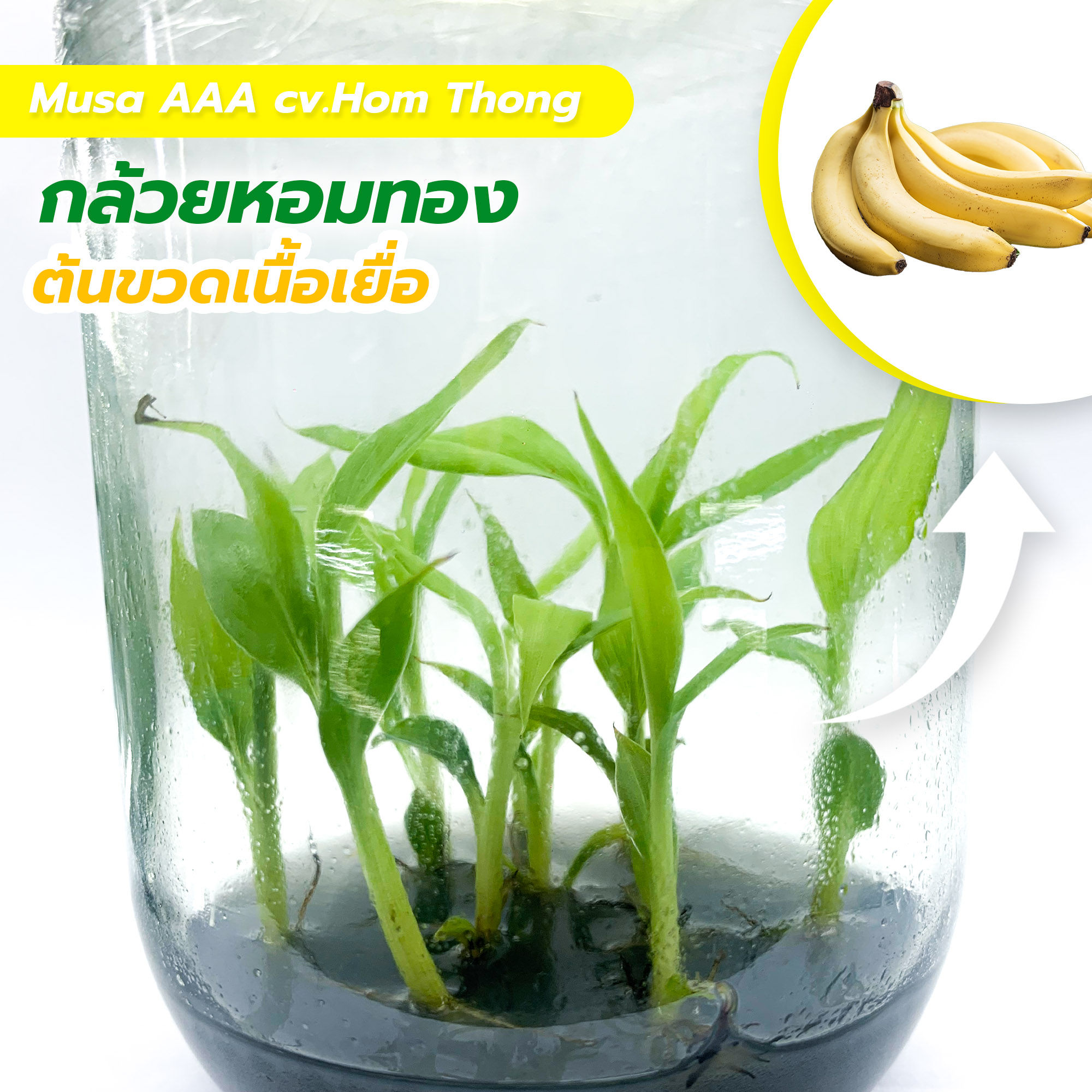 Musa (AAA) Hom Thong (กล้วยหอมทอง)