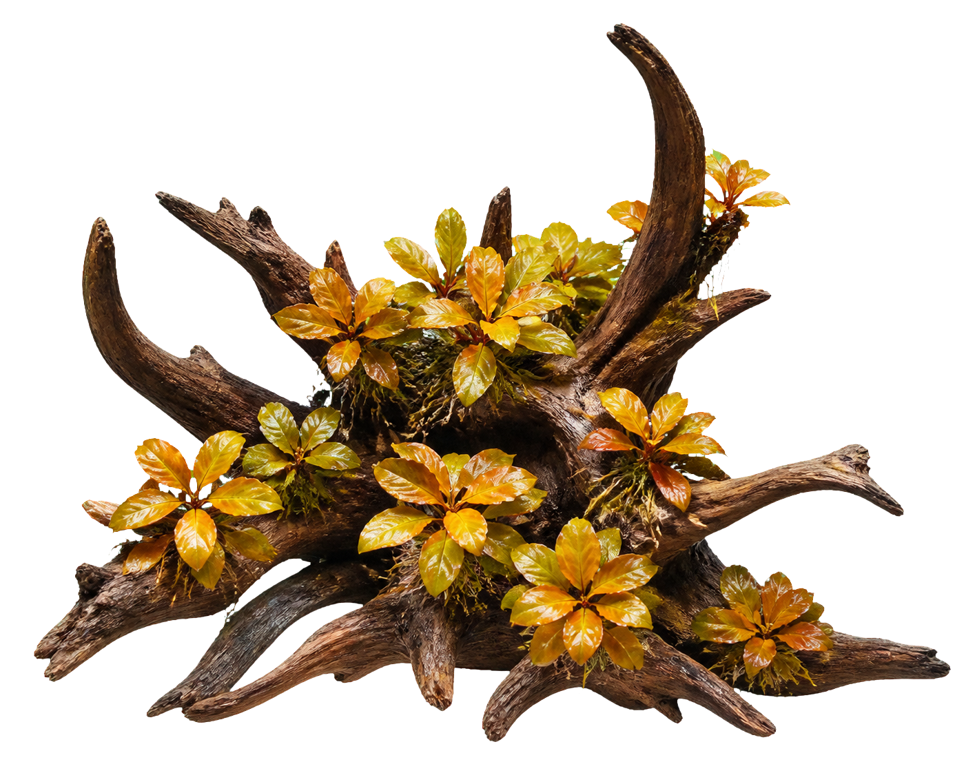 Ludwigia sp. 'Dark Orange'