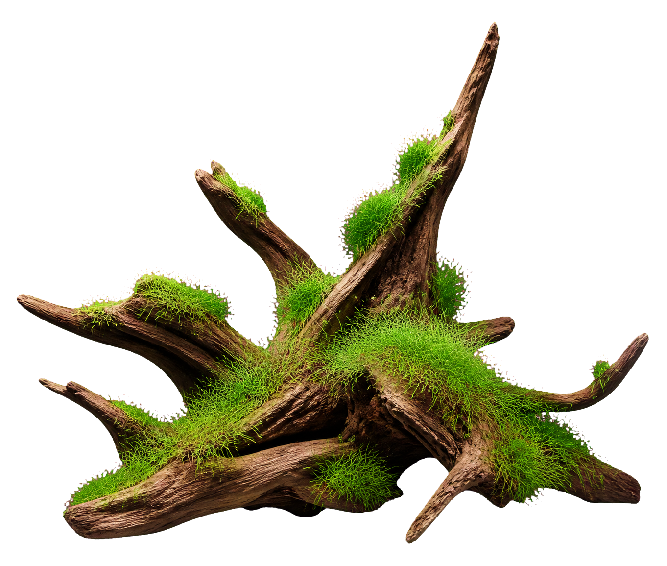 Eleocharis pusilla 'Mini'
