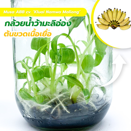 Musa ABB cv. 'Kluai Namwa Maliong' (Namwa Maliong banana) | THAI