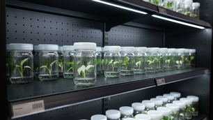 เทคโนโลยีการเพาะเลี้ยงเนื้อเยื่อพืช (Plant Tissue Culture) คือชุดของเทคนิคทางวิทยาศาสตร์ที่ใช้ในการเลี้ยงเซลล์, เนื้อเยื่อ, หรืออวัยวะของพืชในสภาวะปลอดเชื้อบนอาหารสังเคราะห์ภายใต้การควบคุม เทคโนโลยีนี้ไม่ได้เป็นเพียงกระบวนการทางวิทยาศาสตร์เท่านั้น แต่ยังเป็นเครื่องมือสำคัญที่ขับเคลื่อนเกษตรกรรมสมัยใหม่, เทคโนโลยีชีวภาพ, และการอนุรักษ์สิ่งแวดล้อม ประโยชน์หลักของเทคโนโลยีนี้คือความสามารถในการผลิตพืชจำนวนมากที่มีลักษณะทางพันธุกรรมเหมือนกันทุกประการและปราศจากโรค หรือที่เรียกว่า "การขยายพันธุ์แบบจุลภาค" (micropropagation), การอนุรักษ์พันธุ์พืชที่ใกล้สูญพันธุ์, และการเปิดประตูสู่การดัดแปลงพันธุกรรมขั้นสูง บทบาทของเทคโนโลยีนี้มีความสำคัญอย่างยิ่งต่อการรับมือกับความท้าทายระดับโลก เช่น การสร้างความมั่นคงทางอาหาร, การส่งเสริมเกษตรกรรมที่ยั่งยืน, และการปกป้องความหลากหลายทางชีวภาพ