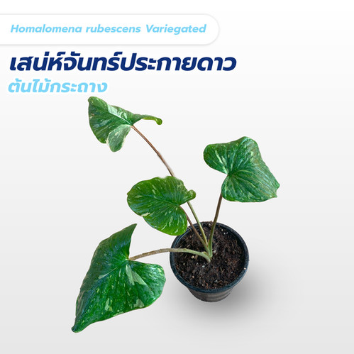 Homalomena sp. variegated 斑雪 Homalomena sp. variegated 斑雪 Homalomena sp. variegated 斑雪