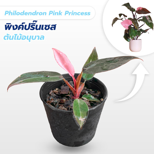 極上美品 フィロデンドロン ピンクプリンセスPhilodendron pink