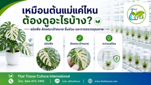 เปอร์เซ็นต์เหมือนต้นแม่ ควรดูจากอะไร?