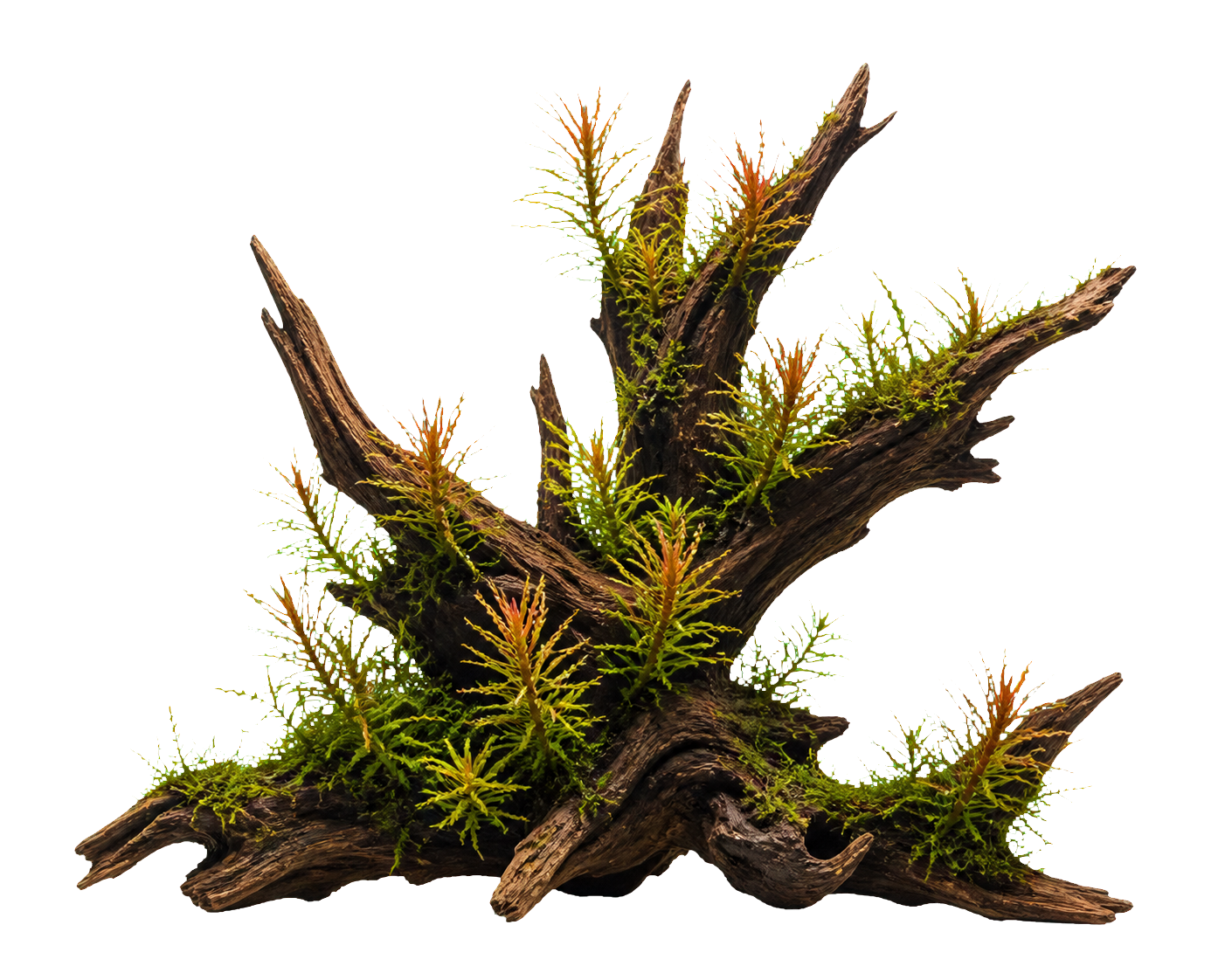 Ludwigia inclinata var. verticillata 'Curly'