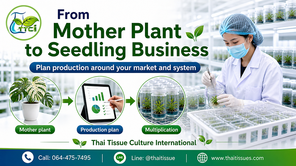 Your Mother Plant Could Become the Start of a Seedling Business