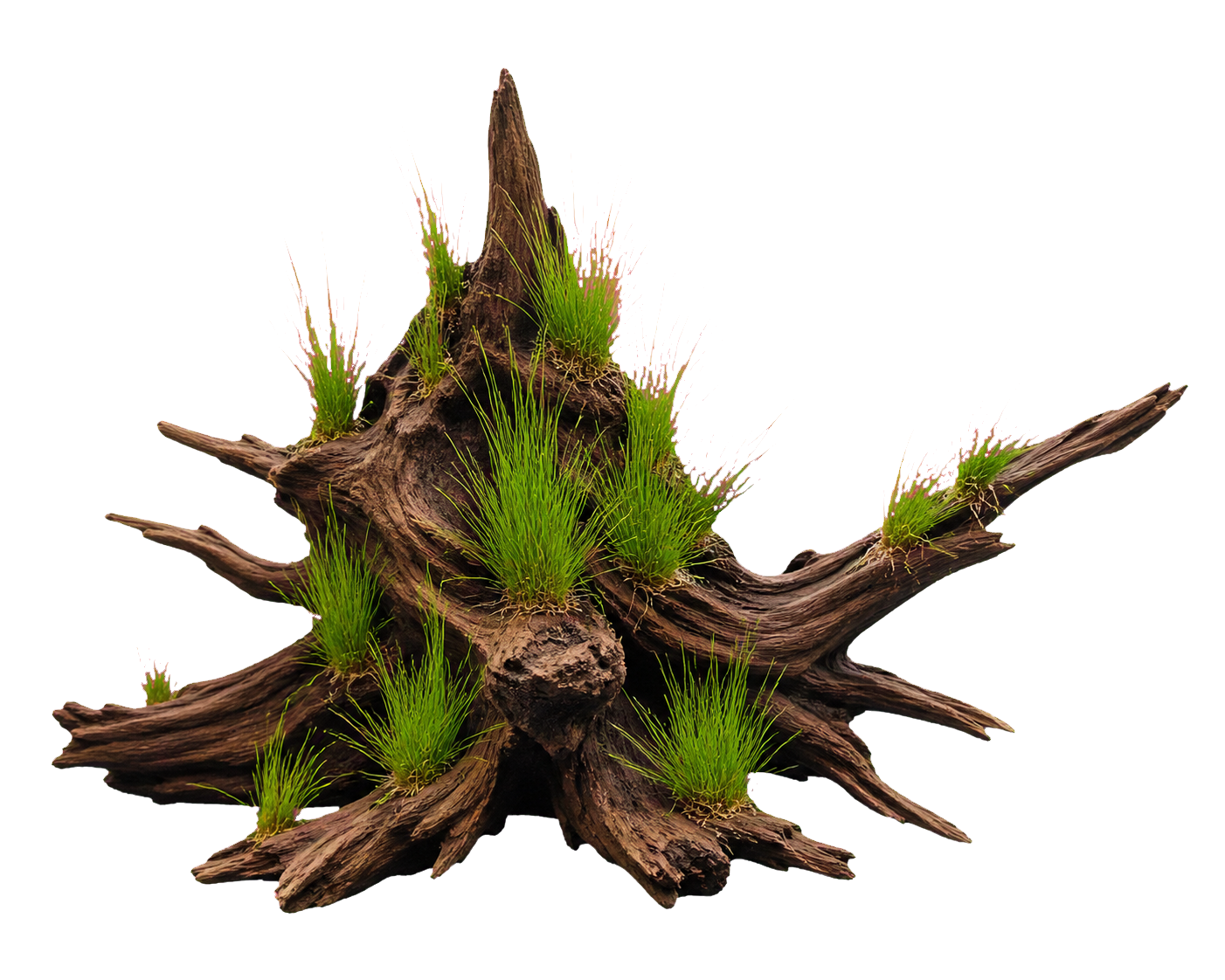 Eleocharis vivipara