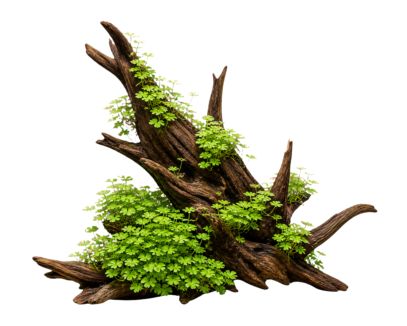 Hydrocotyle spp.