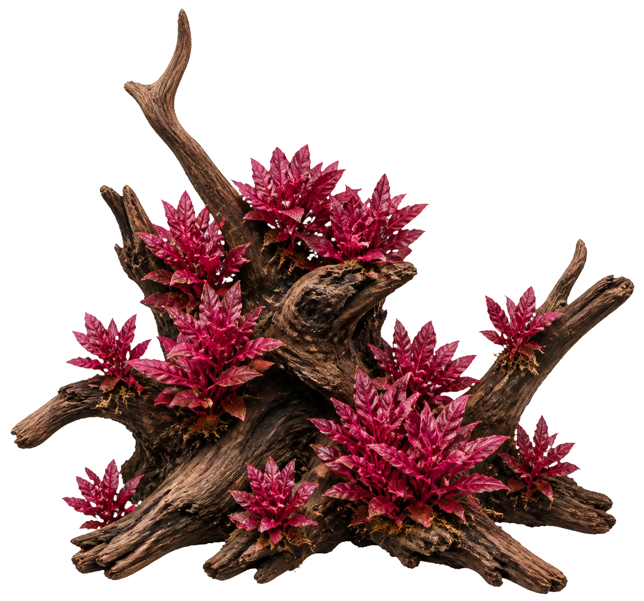 Alternanthera reineckii 'Rosanervig'