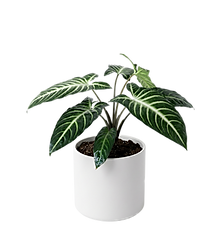 Caladium Lindenii
