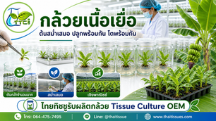 กล้วยเนื้อเยื่อ ต้นสม่ำเสมอ ปลูกพร้อมกัน โตพร้อมกัน