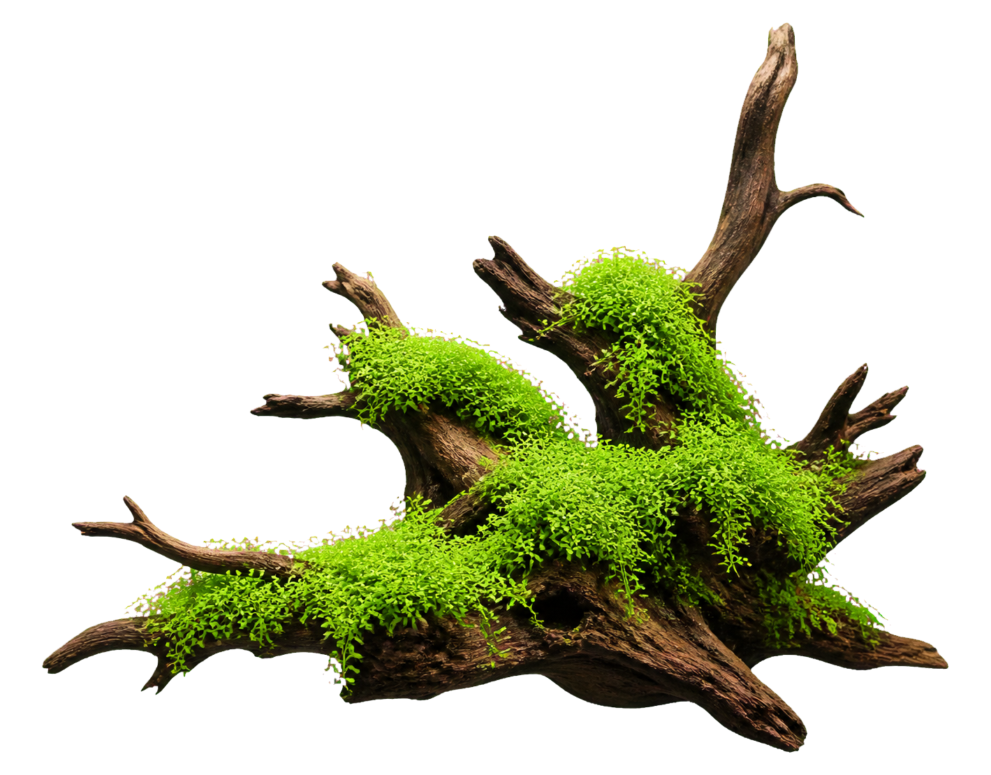 Micranthemum glomeratum