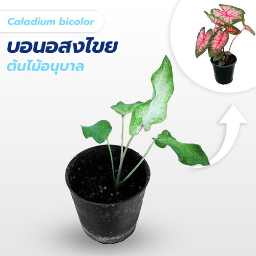 カラジウム レア カラジウム・バイカラー | THAI TISSUE