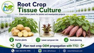 Quality Root and Tuber Crops Begin with Clean Potato and Sweetpotato Starter Plants