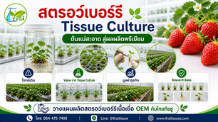สตรอว์เบอร์รี Tissue Culture: เริ่มด้วยต้นแม่สะอาด เพื่อผลผลิตพรีเมียม