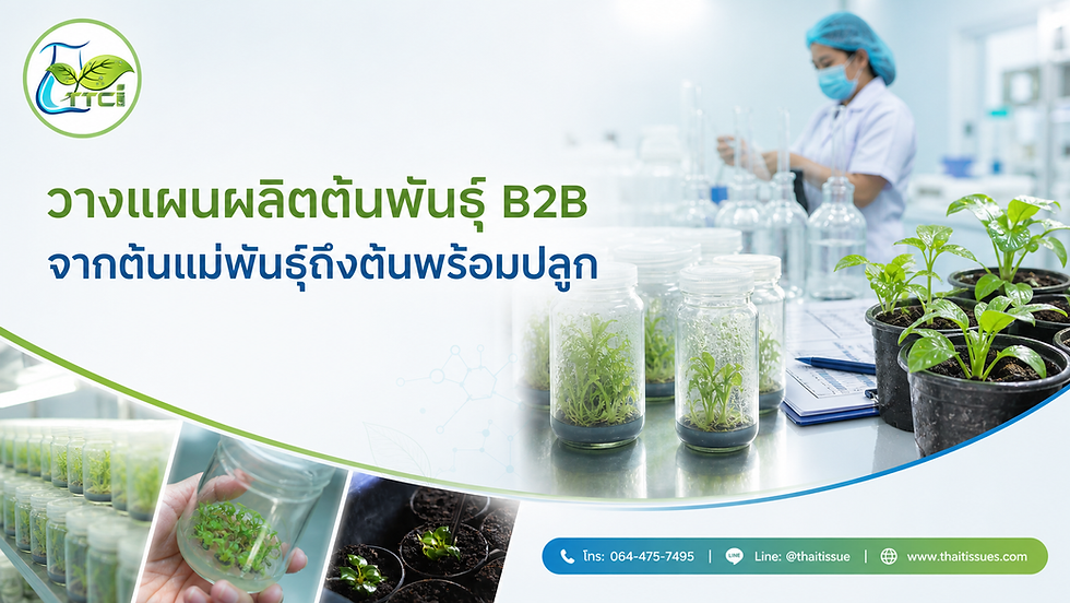 จากต้นแม่พันธุ์สู่ต้นพร้อมปลูก: Thai Tissue ช่วยวางระบบผลิตต้นพันธุ์ B2B อย่างไร