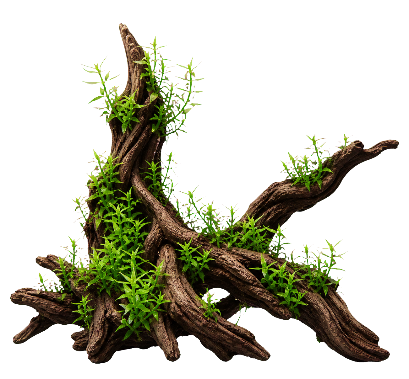 Gratiola viscidula
